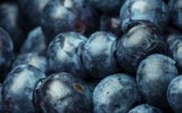 Flagler blueberry Flagler blueberry