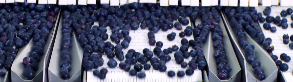 flagler blueberry